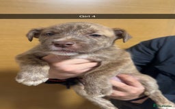 Mixed Breed dogs for sale: Puppies for sale  - Image 23