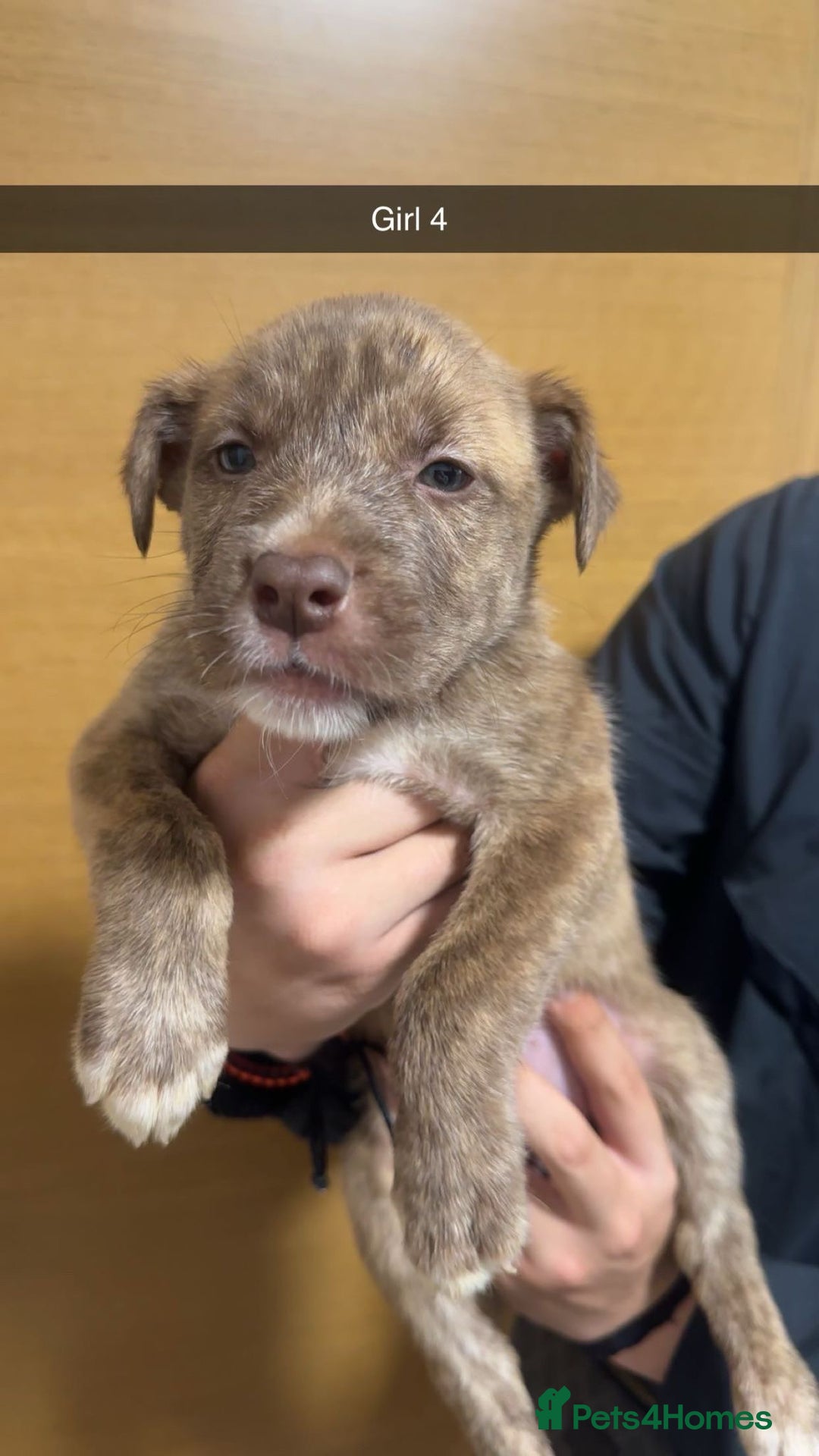 Mixed Breed dogs for sale: Puppies for sale  - Image 23