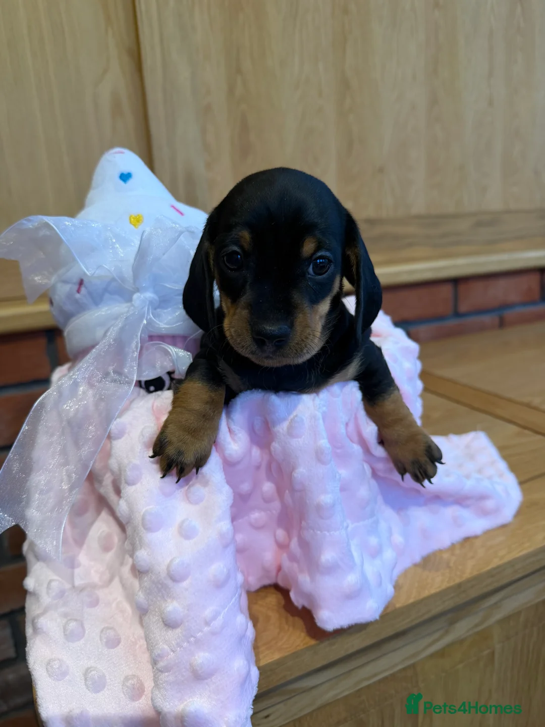Dachshund dogs for sale: Miniature dachshunds  - Advert 21