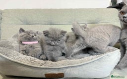 British Shorthair cats for sale: Chunky British Shorthair Blue Kittens 🐱💙 - Image 34