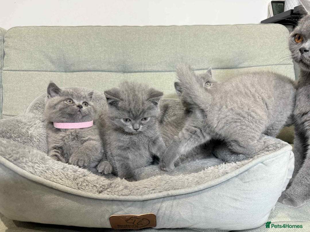 British Shorthair cats for sale: Chunky British Shorthair Blue Kittens 🐱💙 - Image 34