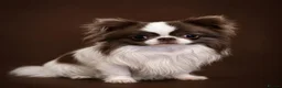 Chihuahua dogs for sale: Rear Chocolate Parti, KC girl  in Camberley - Advert 4
