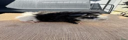 Guinea Pig rodents for sale: Stunning boars - Advert 11