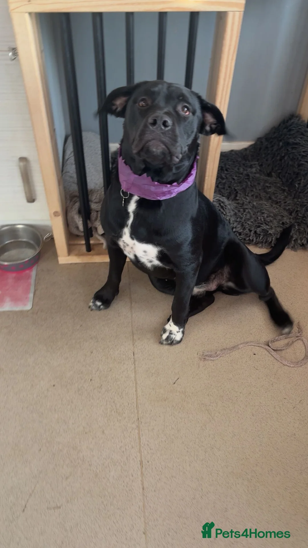 Mixed Breed dogs for sale: 1 year old cane corso x springer female  - Advert 2