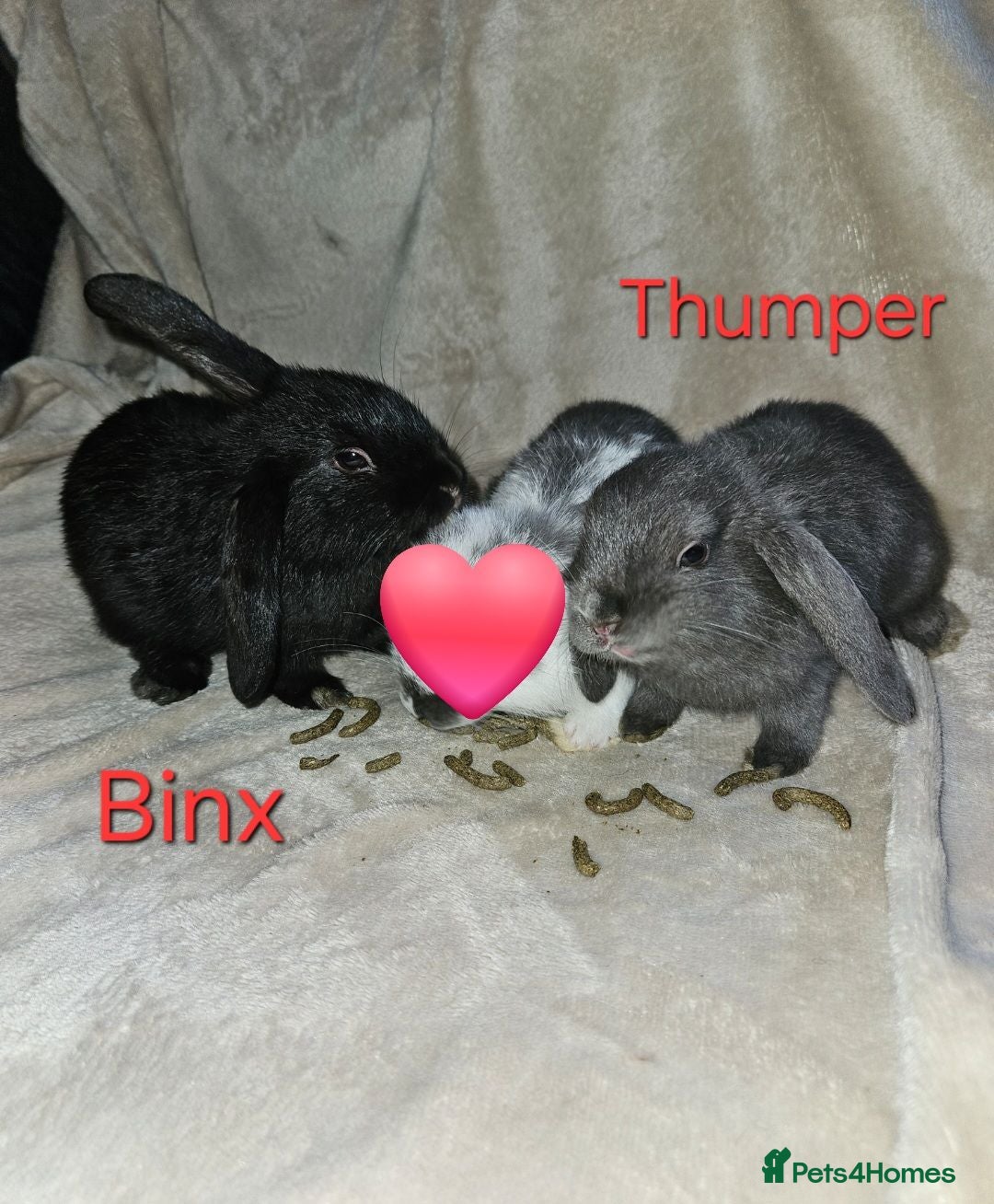 Mini Lop rabbits Baby Lop rabbits for sale to loving homes - Advert 1