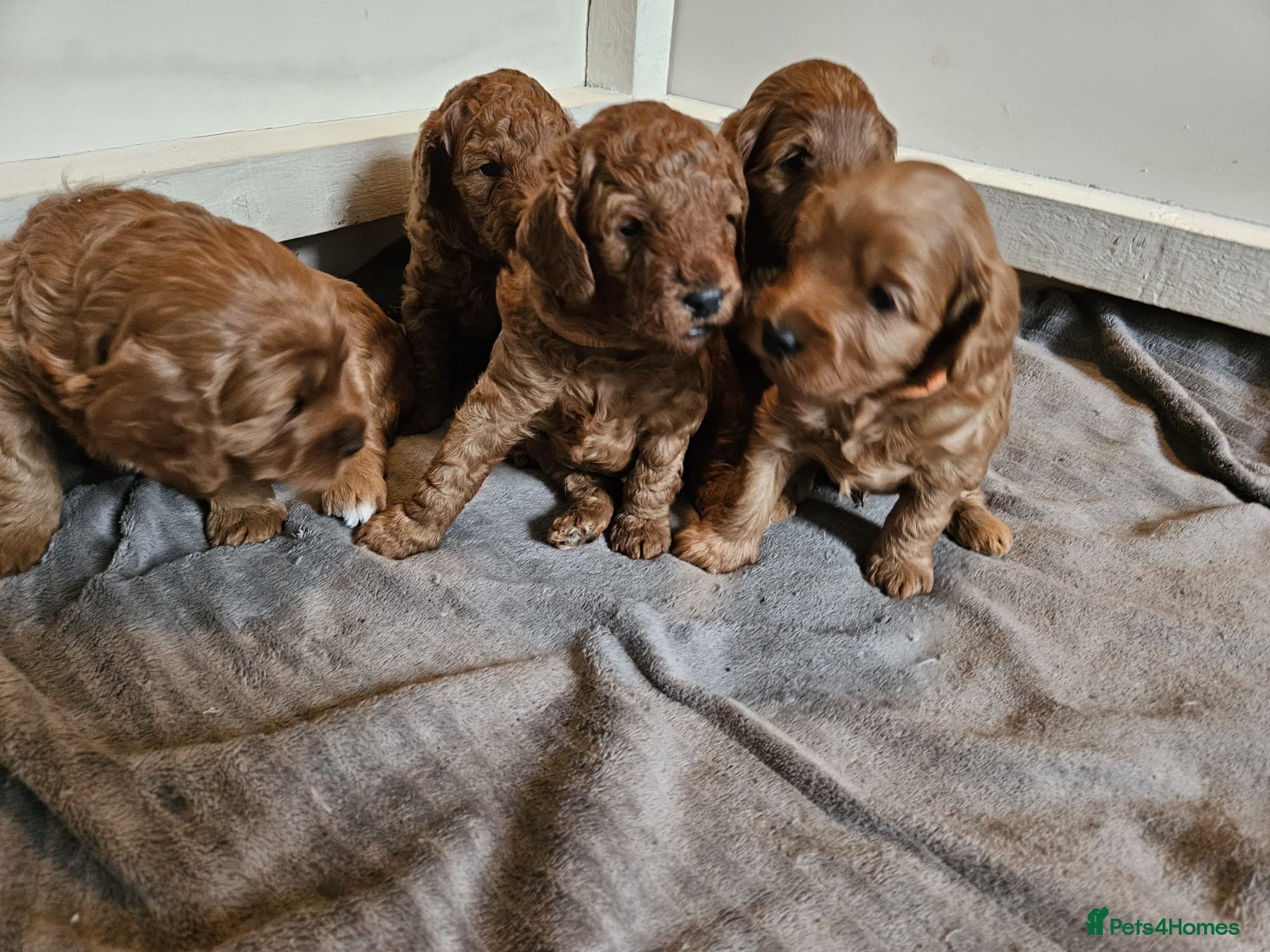 Cockapoo dogs Adorable F1b Red Cockapoos  - Advert 2