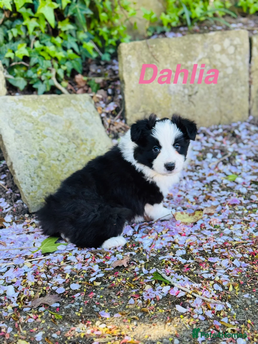 Border Collie dogs for sale: (KC reg pending) Border Collie Puppies For Sale - Advert 2