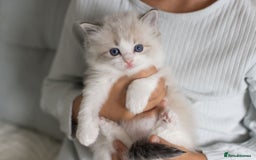 Ragdoll cats for sale: NEW LITTER of Blue BiColour And Lynx kittens - Image 24
