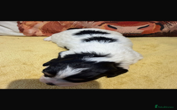 Cavapoo dogs for sale: Cavapoo F1 puppies some stunning colours - Image 7