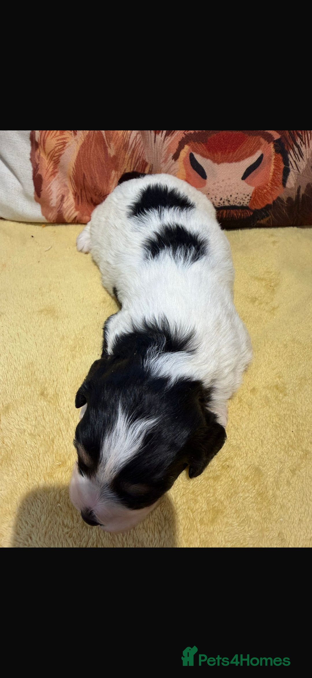 Cavapoo dogs for sale: Cavapoo F1 puppies some stunning colours - Image 7