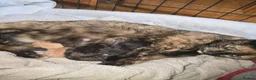 Mixed Breed cats for sale: Female black kitten - Advert 2