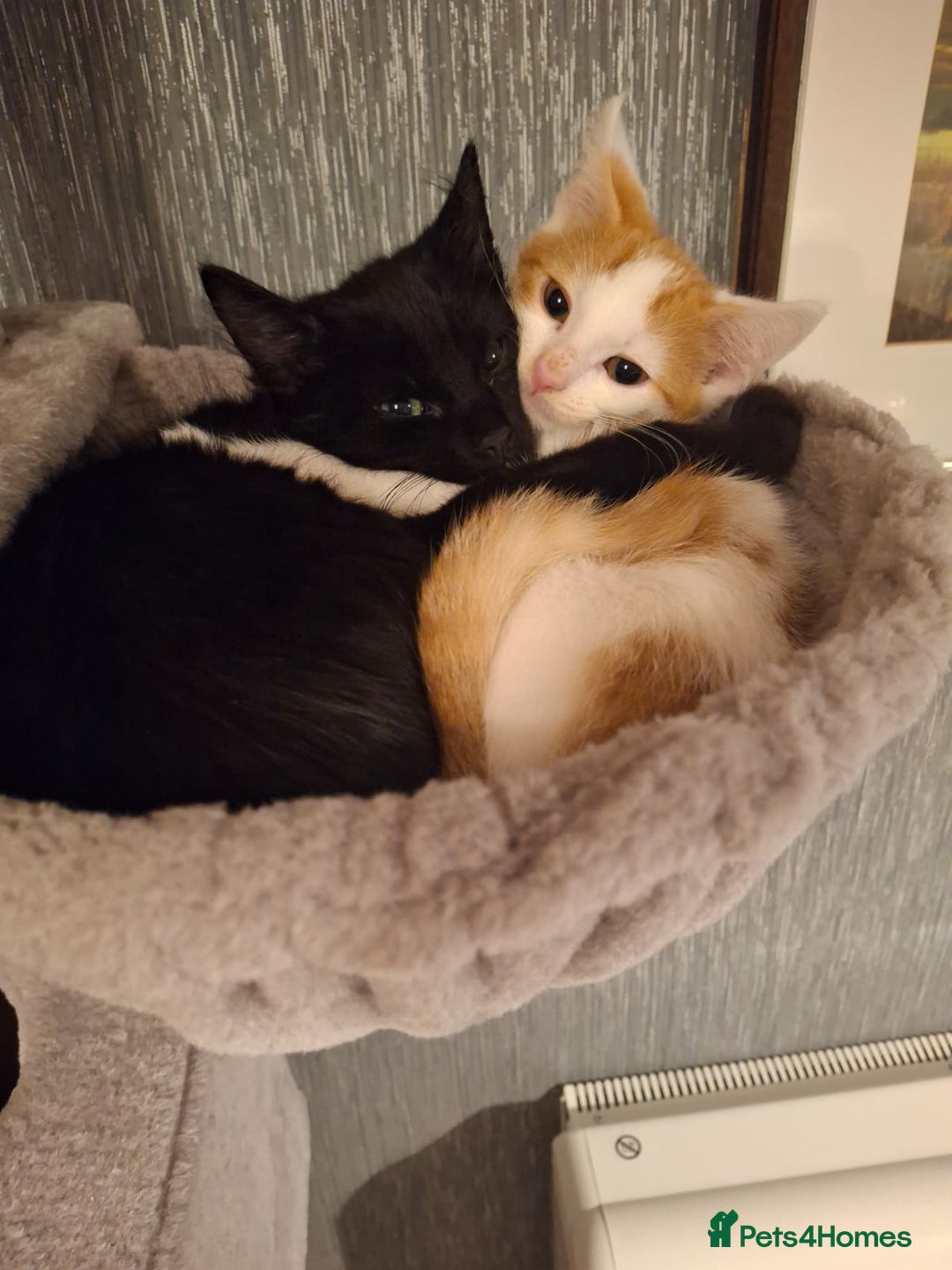 Mixed Breed cats for sale: 2 beautiful boys - Advert 2