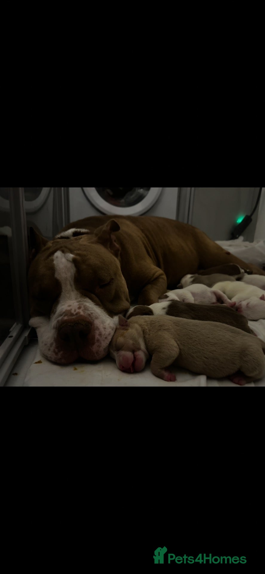 American Bully dogs Abkc registered pocket bullys  - Advert 1