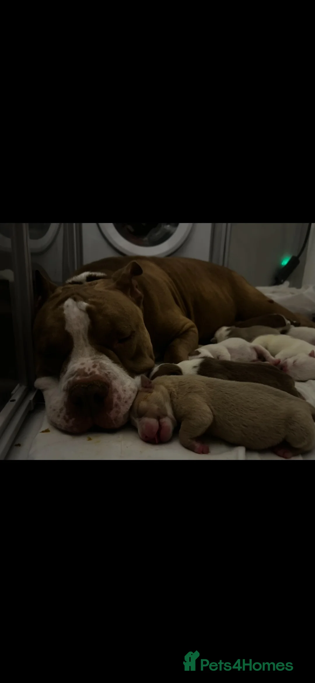 American Bully dogs for sale: Abkc registered pocket bullys  - Advert 1