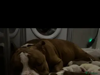 American Bully dogs Abkc registered pocket bullys - Advert 1