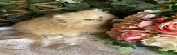 British Longhair cats for sale: British long and shorthair kittens  - Advert 14