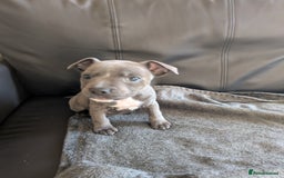Staffordshire Bull Terrier dogs for sale: Puppy staff for sale  - Image 1