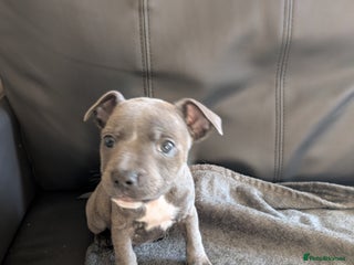 Staffordshire Bull Terrier dogs - Advert 4