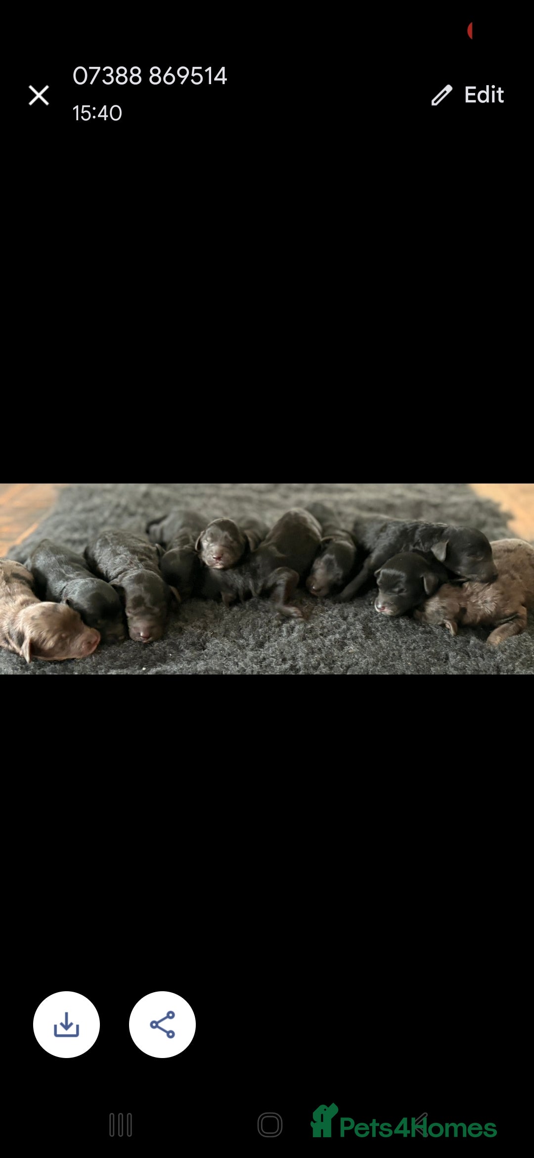 Toy Poodle dogs for stud: PROVEN Chocolate merle toy poodle in Leighton Buzzard - Advert 10