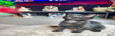 Maine Coon 3