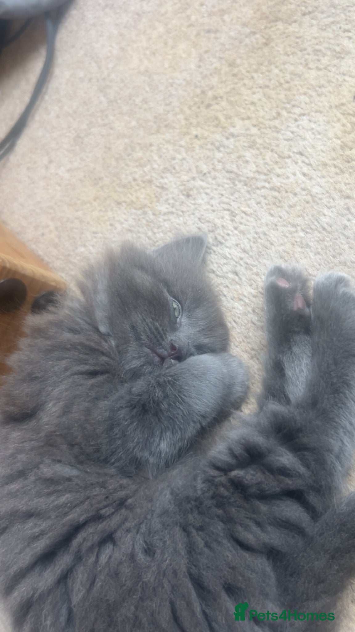 Ragdoll cats for sale: Ragdoll mixed kittens for sale  - Advert 7