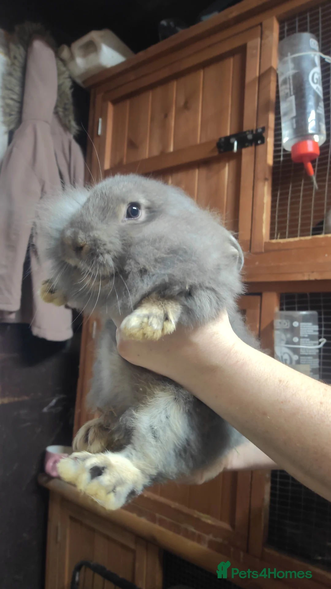 Lionhead rabbits for sale: Lion head babies 8 weeks  - Advert 6