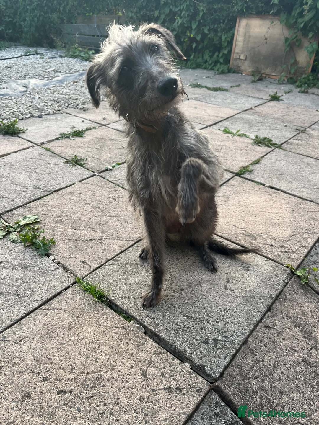 Mixed Breed dogs for sale: 4 year old Beddy whippet ideal companion dog - Advert 2