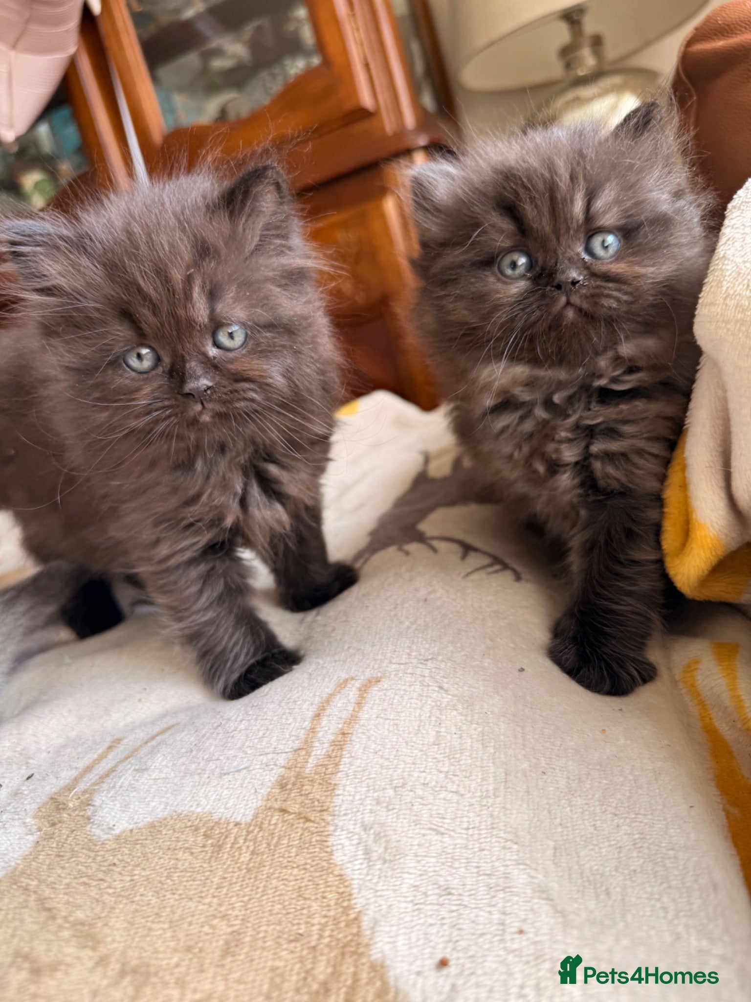 Scottish Fold cats Fluffy short legs show quality kittens available - Advert 1