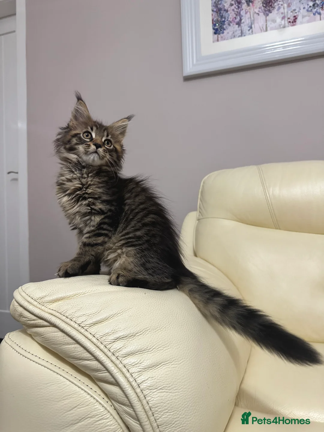 Maine Coon cats for sale: MaineCoonKitten🏆20+gen🧬Outstadning Full Pedigree - Advert 14