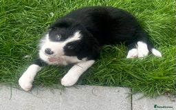 Border Collie dogs for sale: Beautiful girl non kc  - Image 12