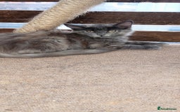 Mixed Breed cats for sale: Maicoon mix  - Image 4