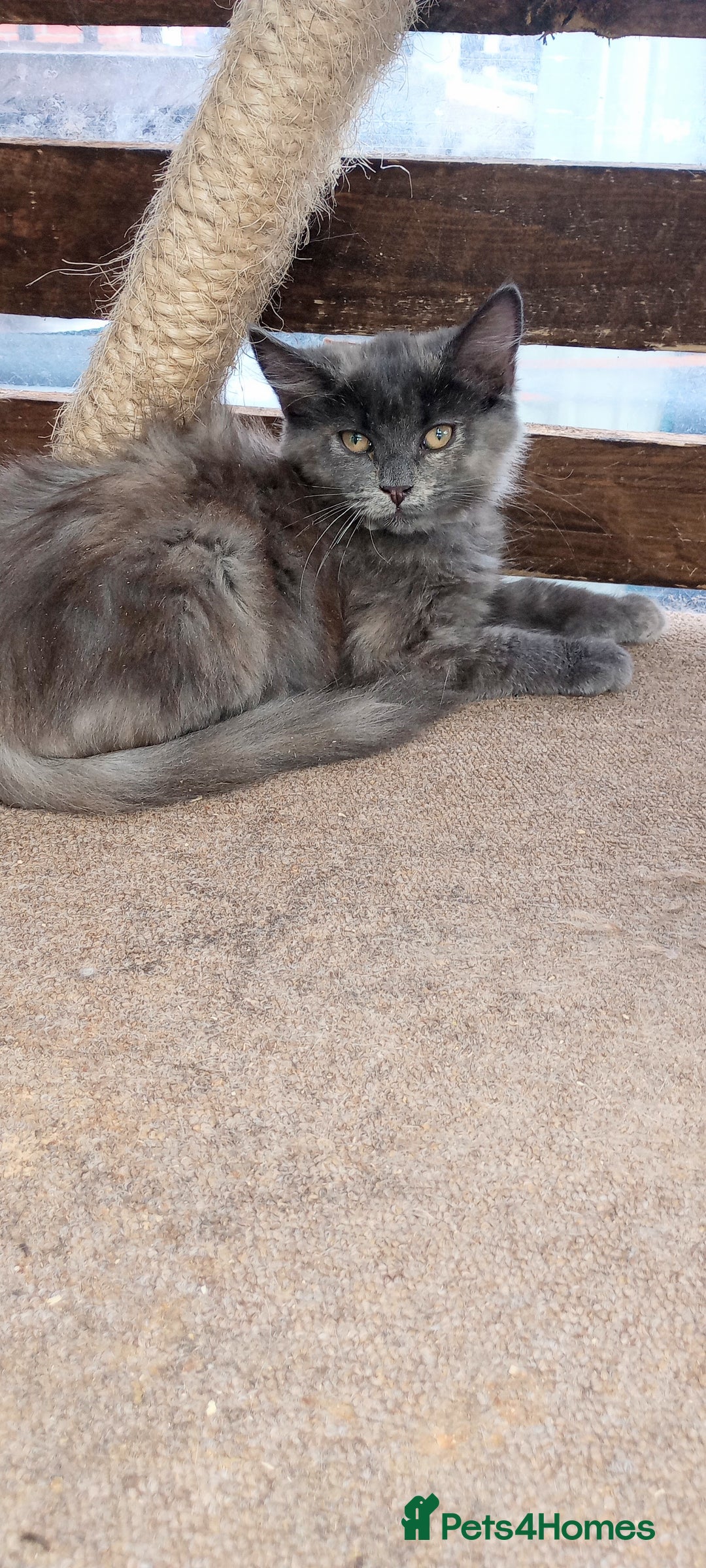 Mixed Breed cats for sale: Maicoon mix  - Image 4