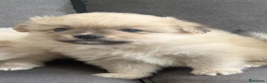 Pomeranian 2