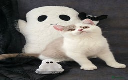 British Shorthair cats for sale: CHAMPION SIRED GCCF REG BSH LILAC BI MALE KITTEN - Image 5