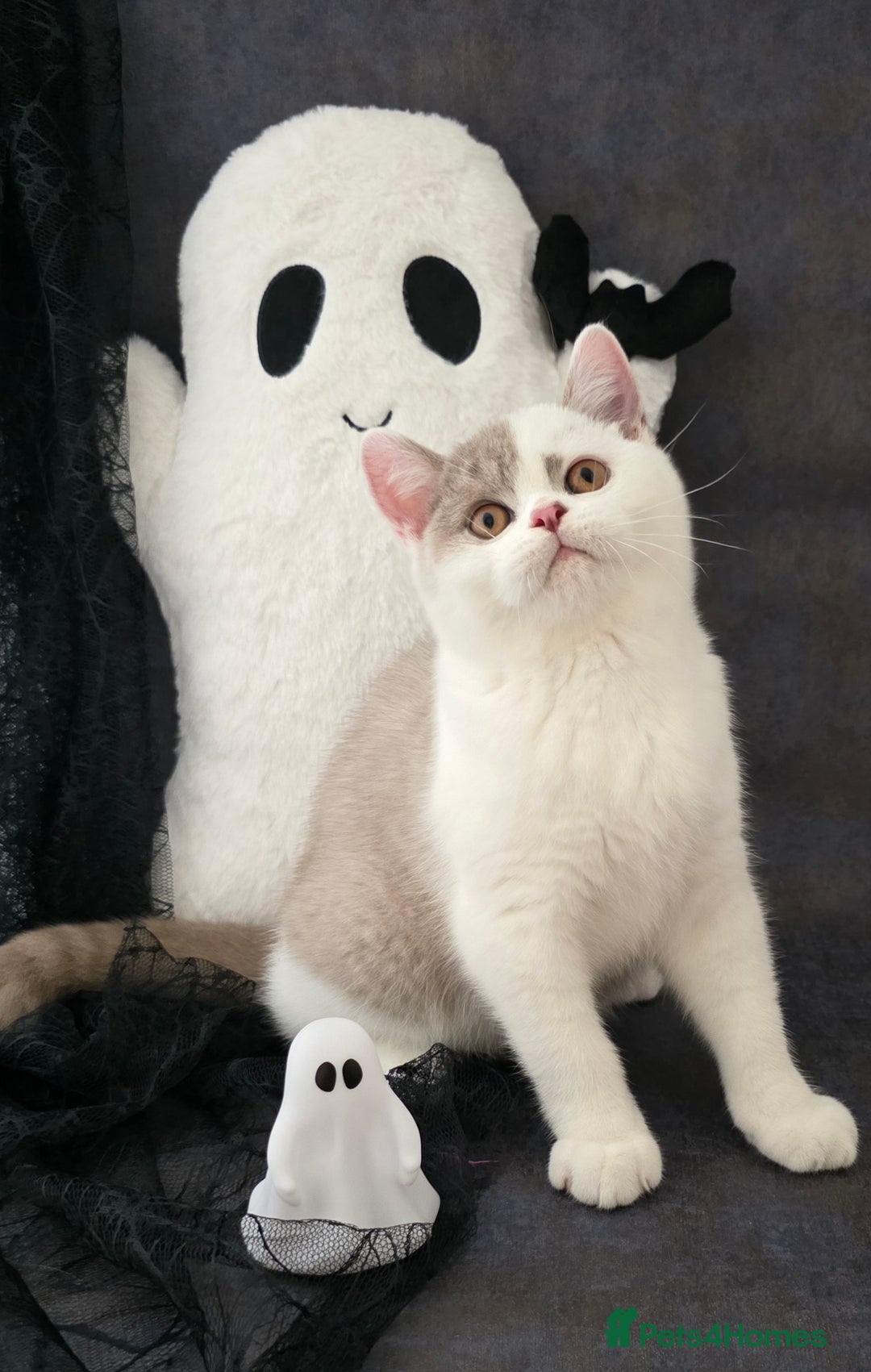 British Shorthair cats for sale: CHAMPION SIRED GCCF REG BSH LILAC BI MALE KITTEN - Image 5
