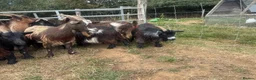 Goats livestock for sale: 7 Pygmy goats for sale - Advert 6