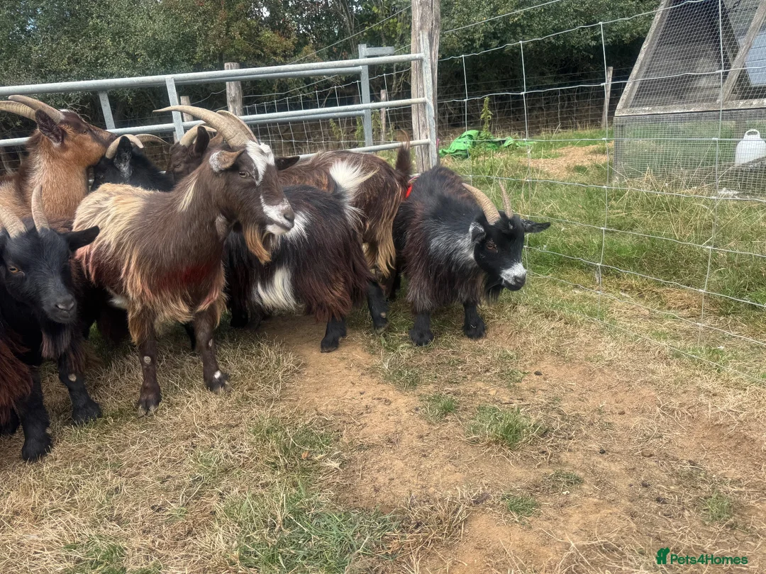Goats livestock for sale: 7 Pygmy goats for sale - Advert 6