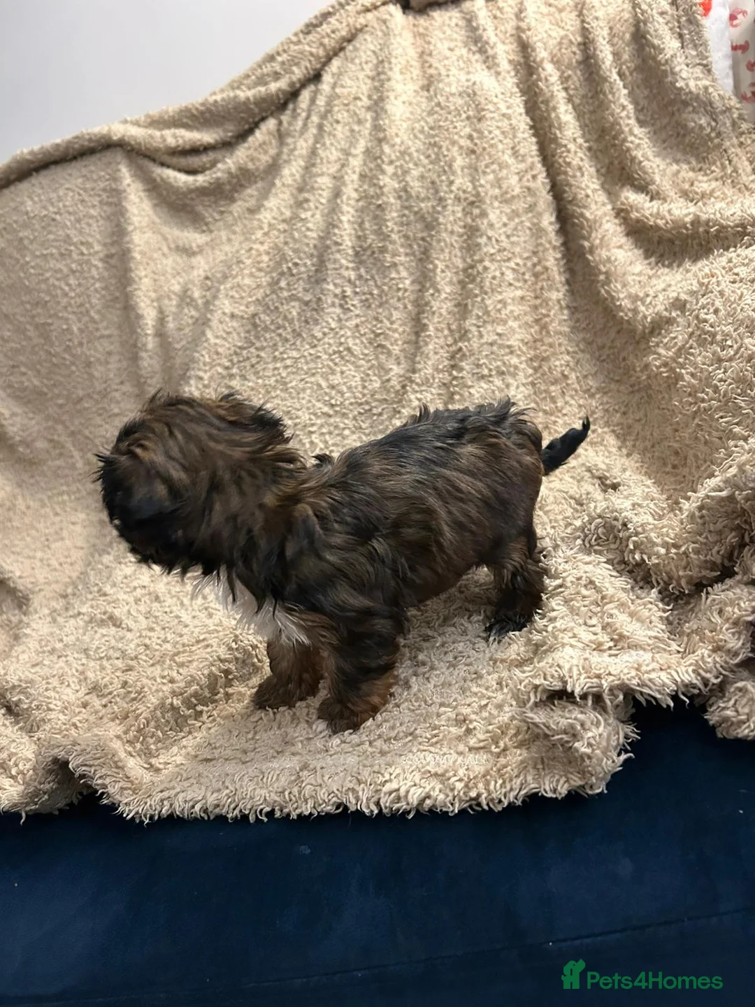 Havanese dogs for sale: Beautiful Havanese Puppies - Advert 20