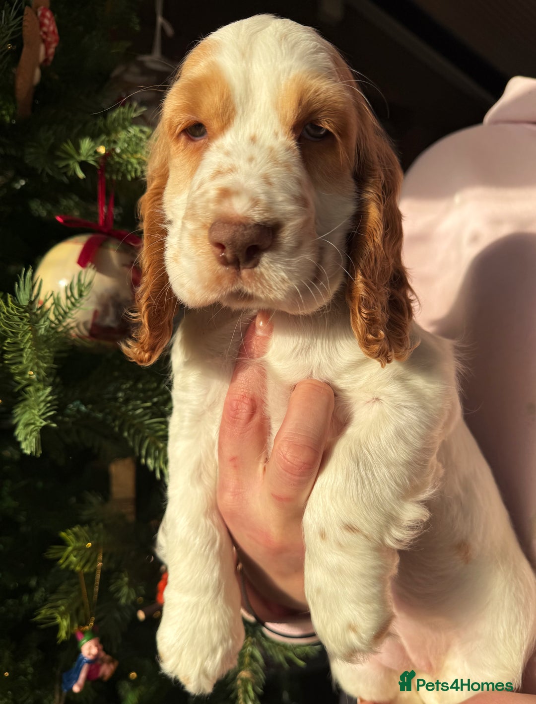 Cocker Spaniel dogs for sale: Stunning orange & white show cocker Girls  - Advert 6