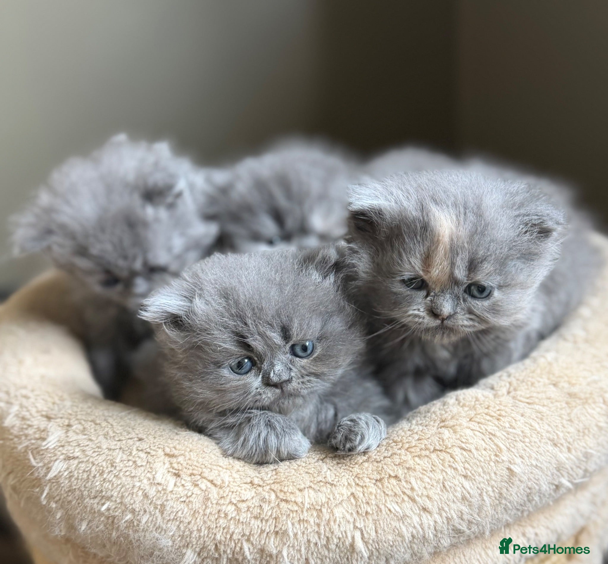 Persian cats Beautiful Persian kittens  - Advert 1
