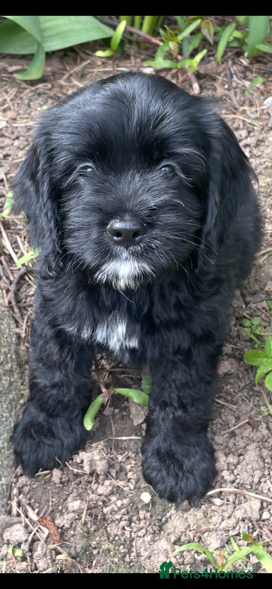 Cockapoo dogs Nobody chose me - Advert 8