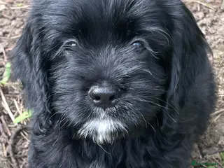 Cockapoo dogs Nobody chose me - Advert 8