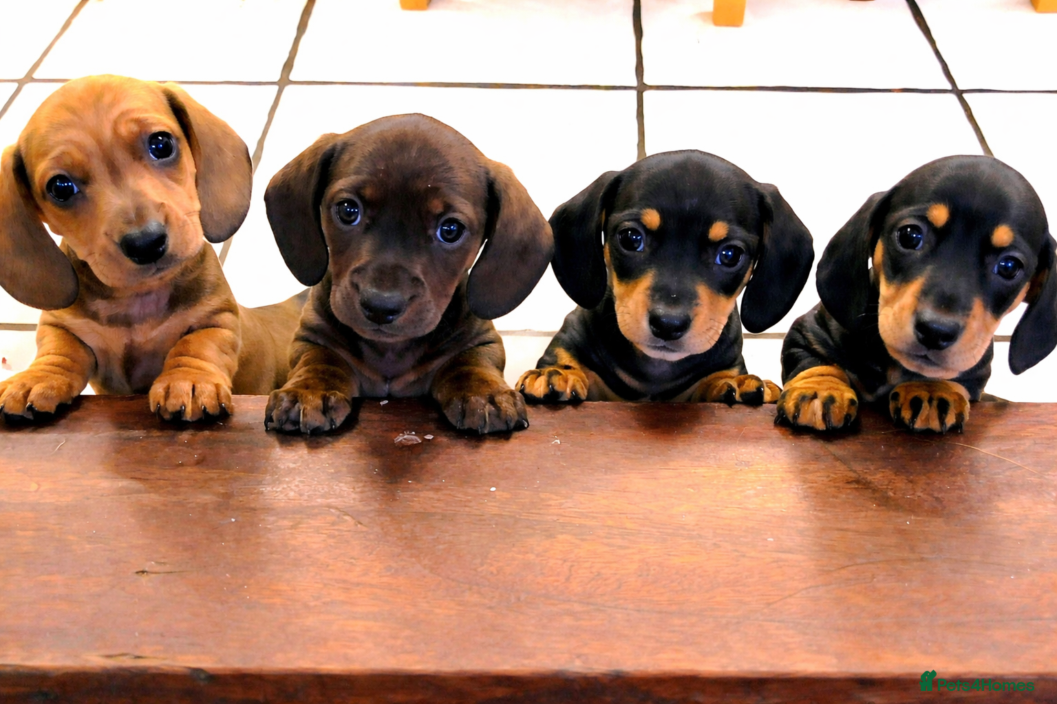 Miniature Dachshund dogs Miniature Dachshund Puppies Ready 12th April - Advert 17