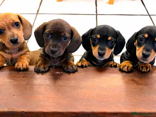 Miniature Dachshund dogs Miniature Dachshund Puppies Ready 12th April - Advert 17