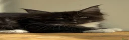 Maine Coon cats for sale: Beautiful Maine Coon kittens - Advert 22