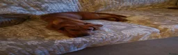 Labrador Retriever dogs for sale: Jasper in Burnley - Advert 4