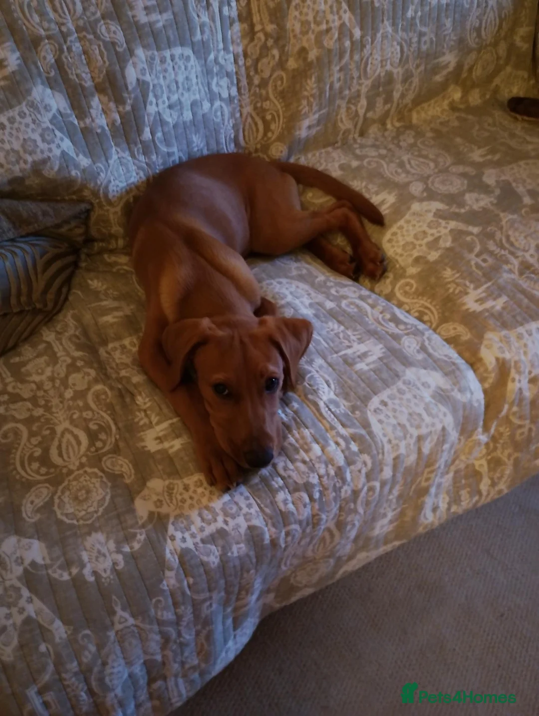 Labrador Retriever dogs for sale: Jasper in Burnley - Advert 4