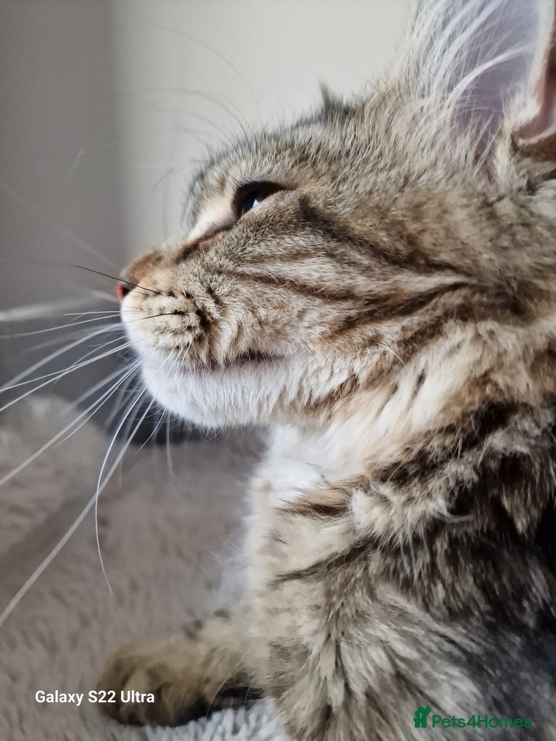 Maine Coon cats for sale: 🎀Females- MAINE COON🎀 - Advert 11