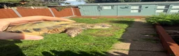 Hermann Tortoise reptiles for sale: 3 year old Horsfield Tortoises - Advert 6