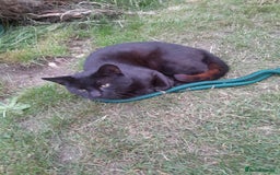 British Shorthair cats for sale: Cute playful smart kittens ready for new homes - Image 27